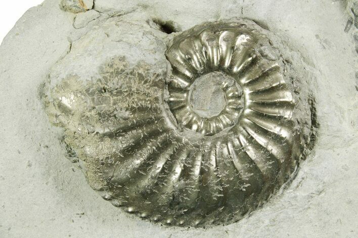 Pyritized Jurassic Ammonite (Amaltheus) Fossil - France #367616